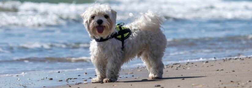 Assurance Bichon maltais