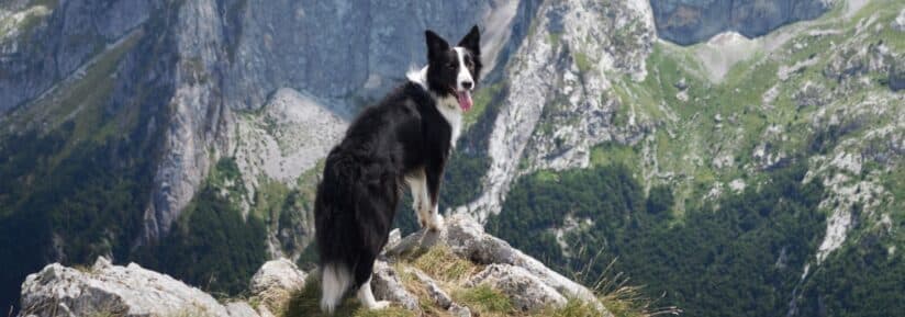 Assurance Border Collie
