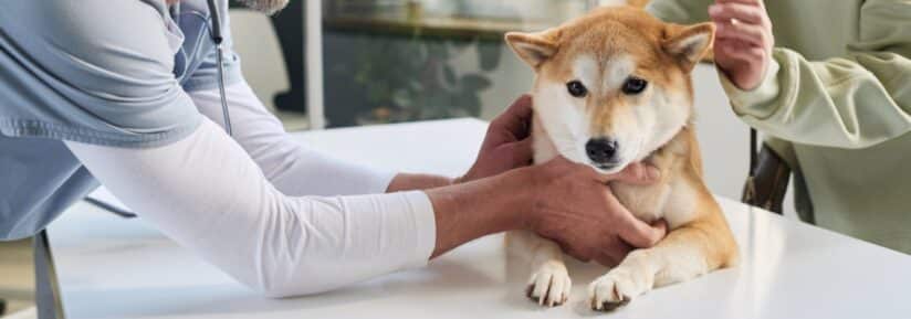 Assurance Shiba Inu