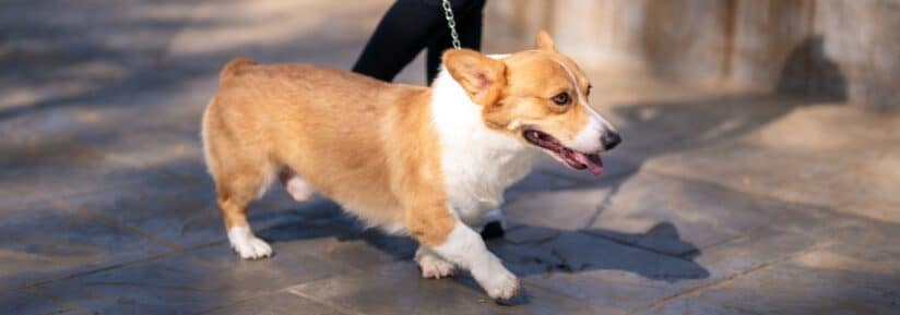 Assurance Welsh Corgi