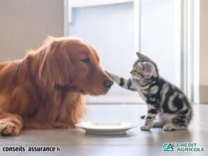 Assurance animaux Crédit Agricole avis