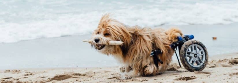Assurance arthrose chien et chat
