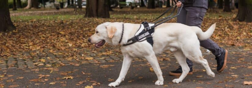 Assurance chien guide d’aveugle