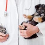 Avis assurance animaux Crédit Agricole