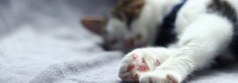 Insuffisance rénale chat et assurance