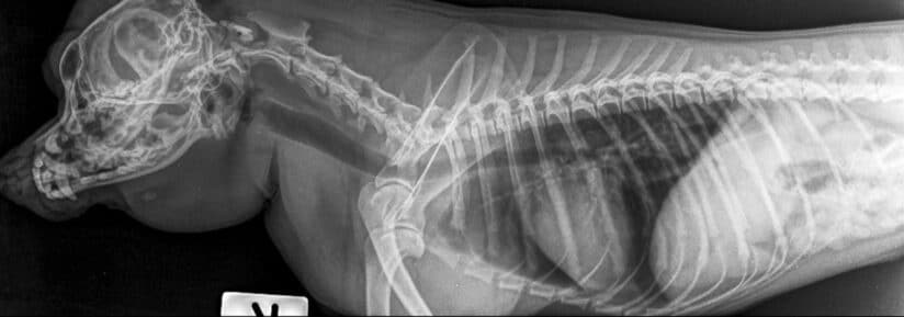 Maladie cardiaque chien chat assurance