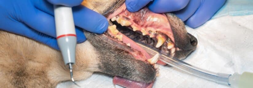 Soins dentaires chien chat assurance