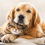 avis carrefour assurance animaux