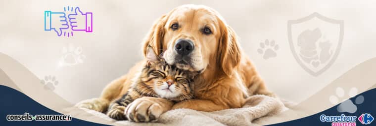 avis carrefour assurance animaux