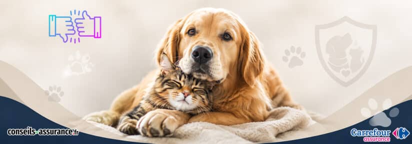 avis carrefour assurance animaux