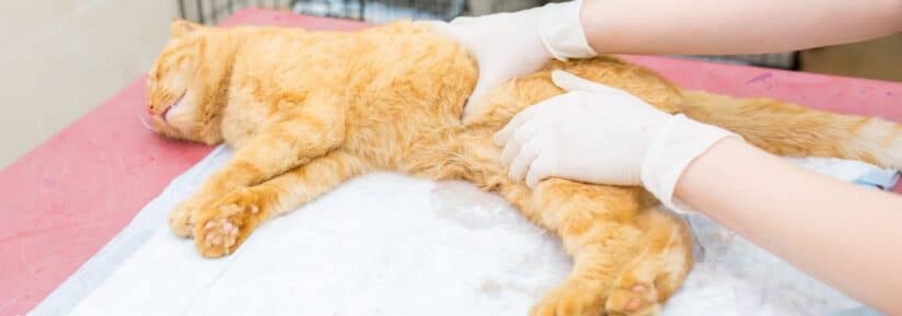 calculs urinaires chat assurance