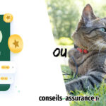 Lassie ou Santévet