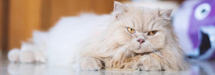 Assurance British Longhair